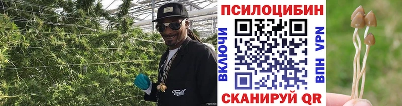 Псилоцибиновые грибы Psilocybe Байкальск